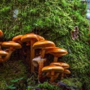 Mushroom and fungus in construction growing on tree bark