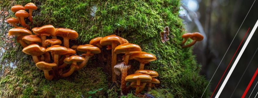 Mushroom and fungus in construction growing on tree bark